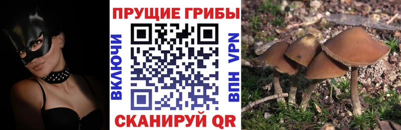 mega как войти  Красково  Псилоцибиновые грибы прущие грибы  магазин продажи  